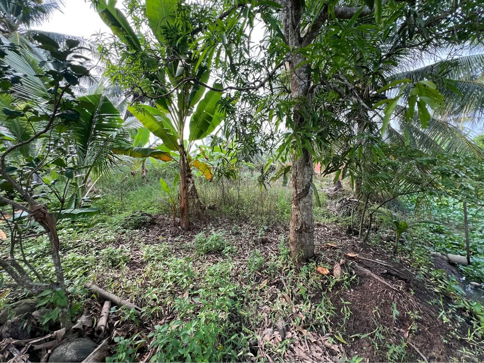 Đất nền mặt tiền 1954m² hướng Đông, view kênh nhựa - Chợ Gạo, Tiền Giang