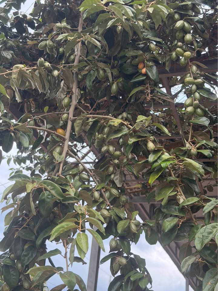 Mặt bằng nguyên căn Phường 1 Đà Lạt 15 triệu - Mặt tiền kinh doanh đắc địa!