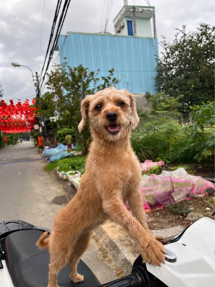 Nhà Phố Huỳnh Ngọc Huệ 60.2m² giá 4.6 tỷ - Mặt tiền kinh doanh đắc địa!