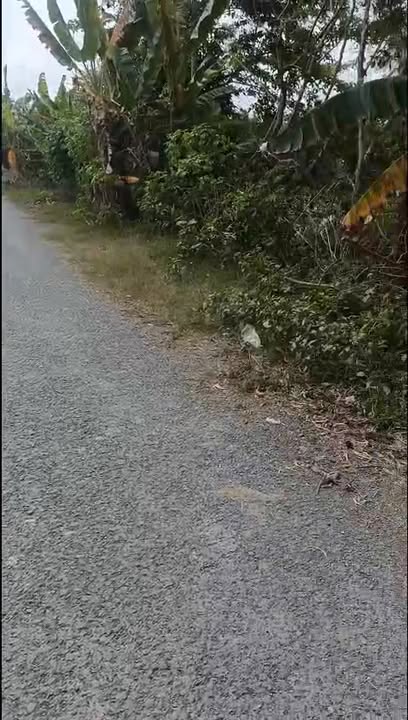 Đất Ruộng Xã Phú Điền, Tháp Mười 11500m² - Đường to ô tô!