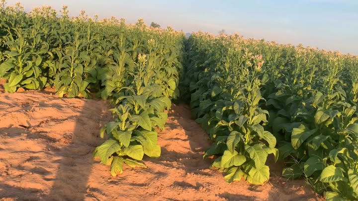 Đất rẫy Xã Ia Yeng Gia Lai 30.000m² - Tiềm năng sinh lời vượt trội!