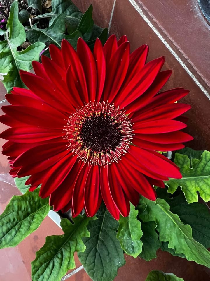 Đất 400m² H. Tiên Du, Bắc Ninh - Sổ Đỏ Thổ Cư, Giá 1.7 Tỷ Gấp