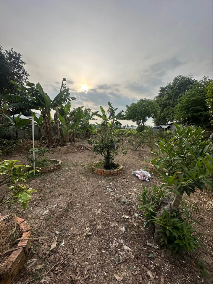 Đất Vườn An Giang 506m² Mặt Tiền Mương Bà Hai - Giá Đầu Tư