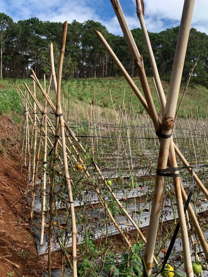 Đất Nền D'Ran 1000m² - Giá 600 Triệu, Sẵn Sổ, View Rừng Thông