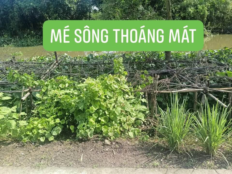 Đất nền Phong Điền Cần Thơ 148m² - Sổ đỏ chính chủ, nở hậu đẹp!