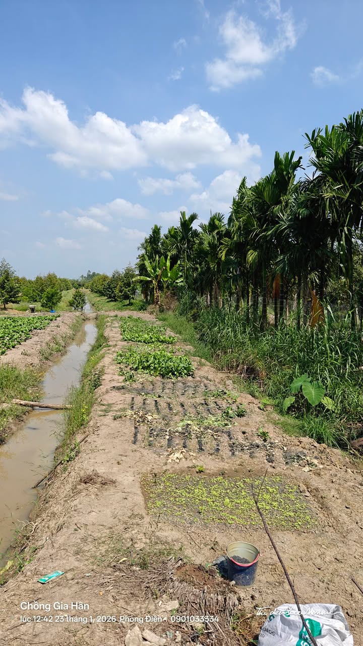 Đất nền Phong Điền Cần Thơ 306m² - Tiềm năng tăng giá vượt trội!