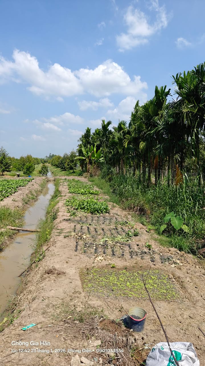 Đất Nền Phong Điền 306m² - Sổ Đỏ Chính Chủ, Giá Chỉ 650 Triệu!