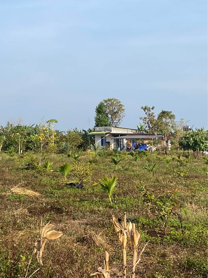 Farm 22.000m² Đắk Nông - Vú sữa, Dừa, Cau - Giá 5 Tỷ