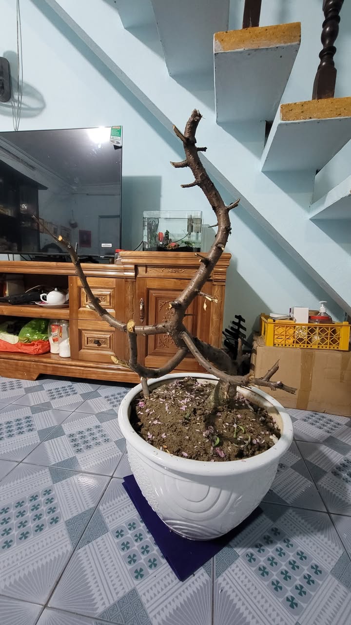 Đất nền mặt tiền Nguyễn Công Trứ, Hải Phòng - 55m², kinh doanh đắc lợi