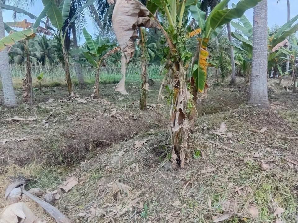 Đất Biệt Thự 715m² Hữu Định, Bến Tre - Lì Xì Vàng, Giá 800 Triệu