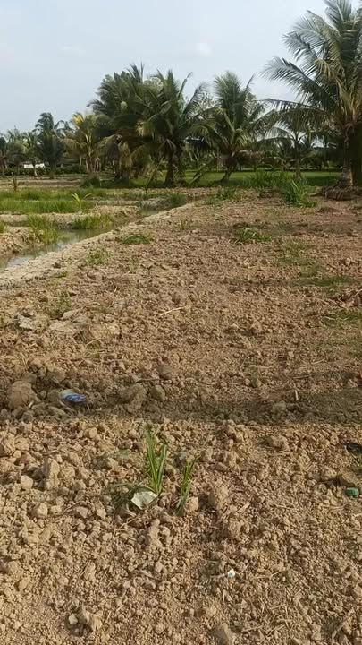 Đất nền Ấp Mỹ Quý, Ba Tri 18.000m² - Tiềm năng tăng giá vượt trội!