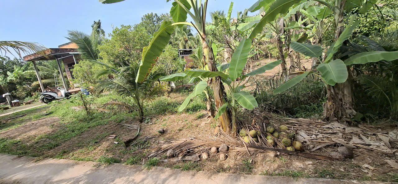 Đất nền Phú Tân, Bến Tre 1000m² - Sổ đỏ chính chủ!