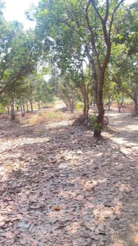 Đất vườn Ia Dom 12000m² giá 250 triệu - Giá đầu tư tốt!