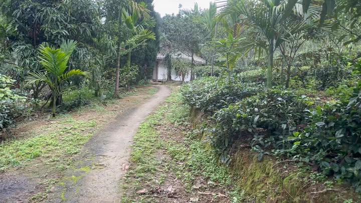 Đất Vườn Vĩnh Tuy, Hà Giang 6ha - Nghỉ Dưỡng Lý Tưởng!