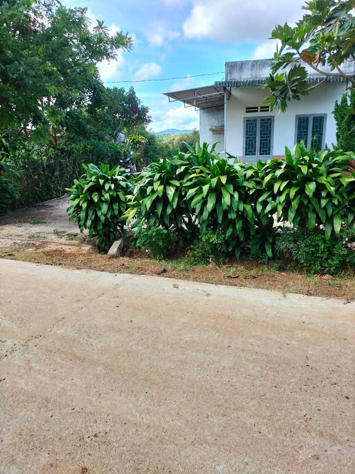 Bán Gấp Farm 950m² Sổ Đỏ Thổ Cư - Vườn Xinh, Giá 1.65 Tỷ Tại Di Linh, Lâm Đồng