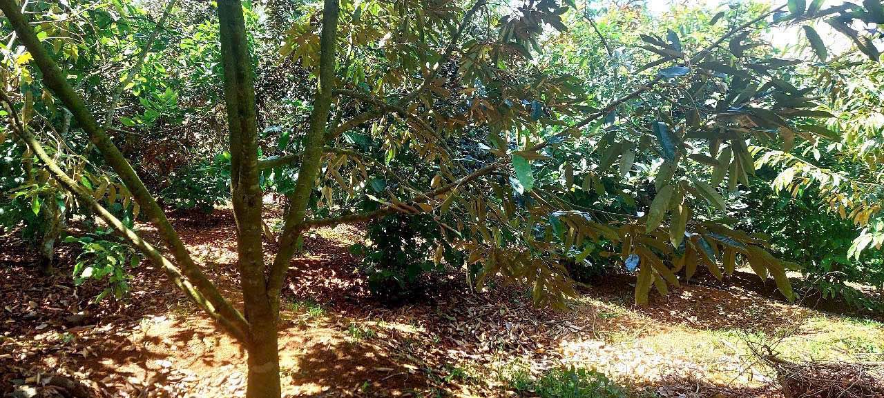 Đất Vườn 2880m² Lộc An, Bảo Lâm - Sổ Đỏ Riêng, View Thoáng Đẹp