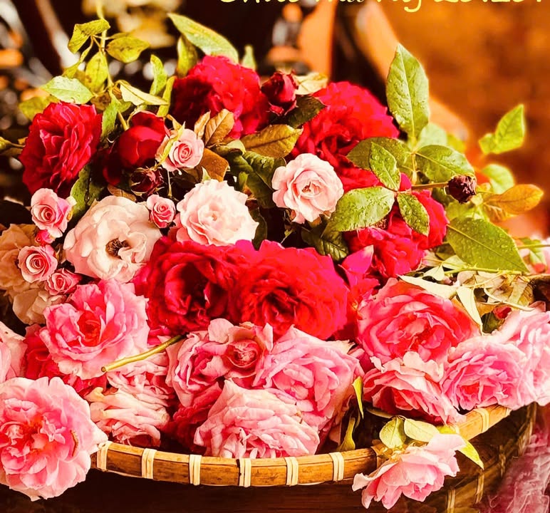 Đất nền Lộc Thành, Bảo Lâm 512m² - Sổ đỏ chính chủ, tiềm năng tăng giá!