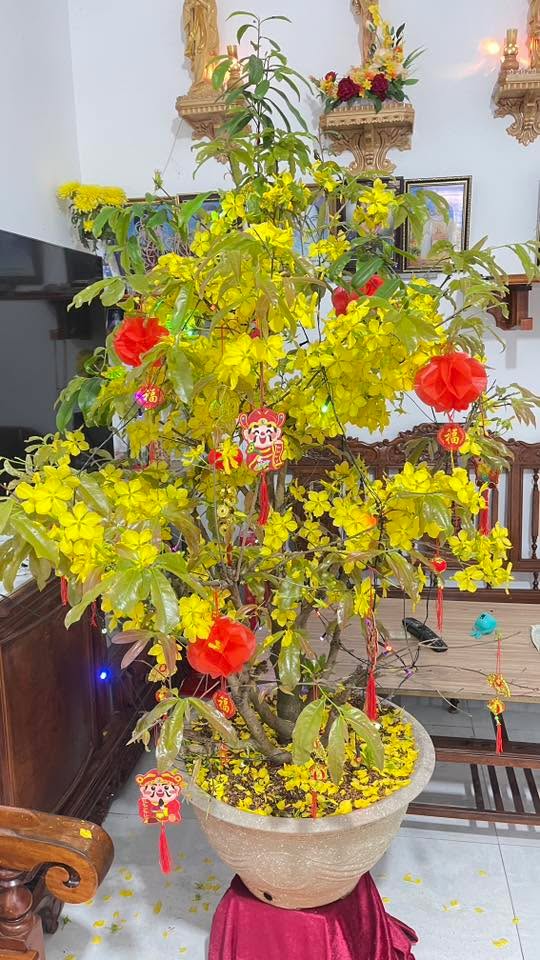 Đất Nền 2 Mặt Tiền Bảo Lộc 516m² - Sổ Đỏ Sẵn Sàng