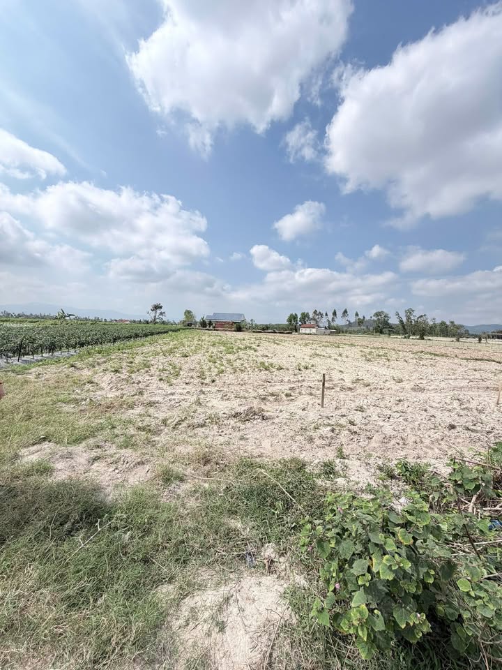 Bán đất trồng cây 1400m² tại Mỹ Thuận, Bình Tân, Vĩnh Long - Sổ đỏ gia hạn đến 2065