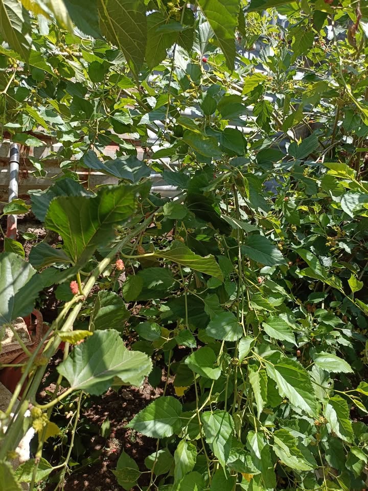 Nhà Riêng 52m² Phú Thọ Hòa, Q. Tân Phú - Sẵn sàng ở ngay!