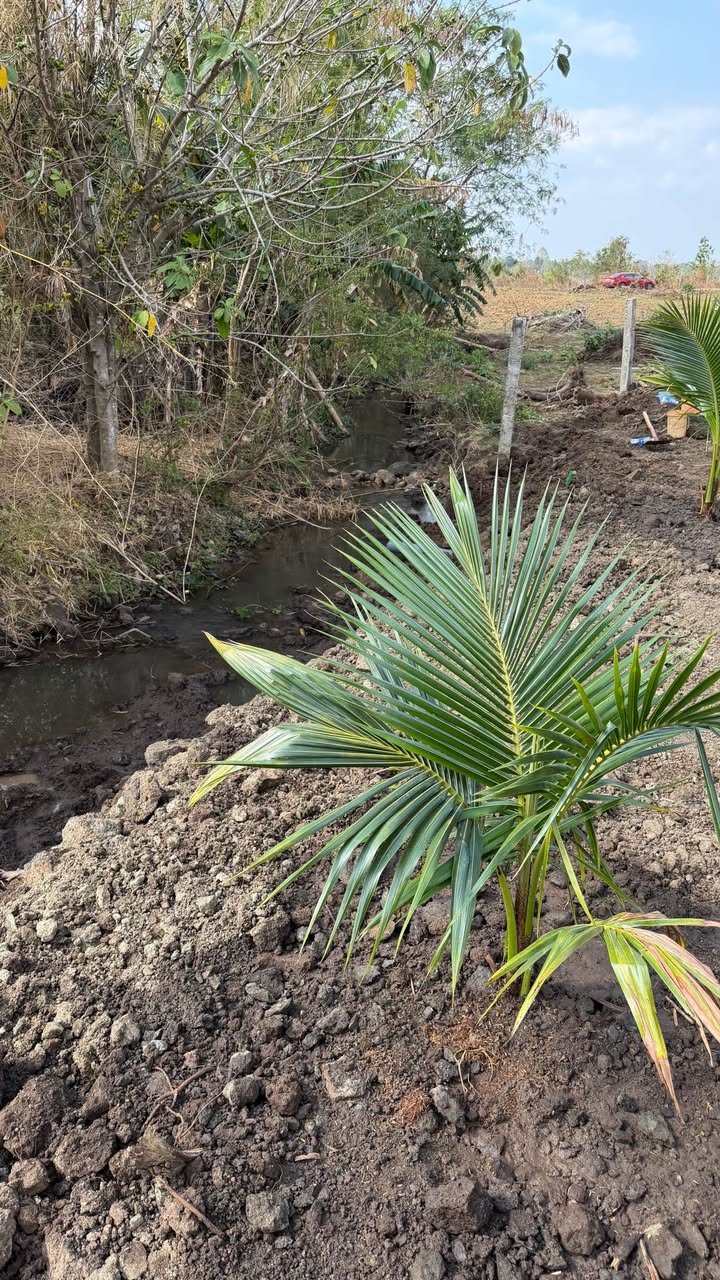 Đất nền Tân Thành BMT 900m² 1.25 tỷ - Sổ đỏ chính chủ