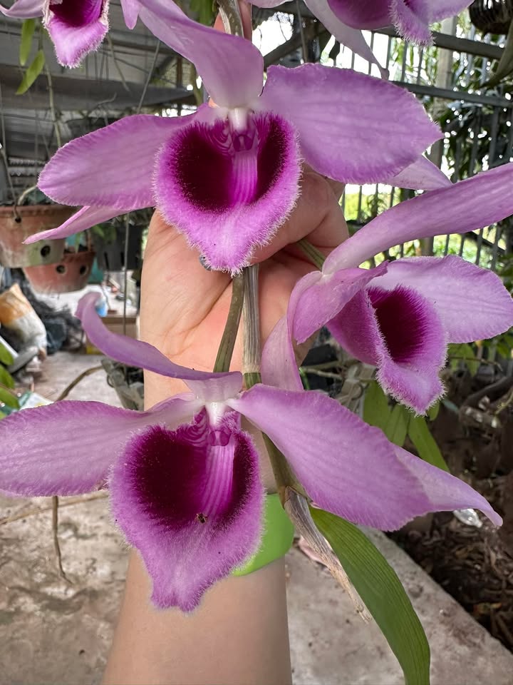 Đất nền 30ha Buôn Đôn, Đắk Lắk - Tiềm năng tăng giá vượt trội!