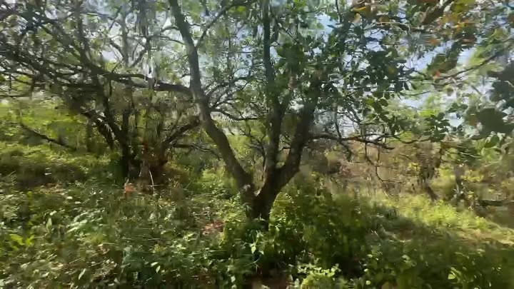 Đất nền Phú Riềng, Bình Phước 6200m² - Pháp lý rõ ràng, sổ đỏ sẵn sàng!