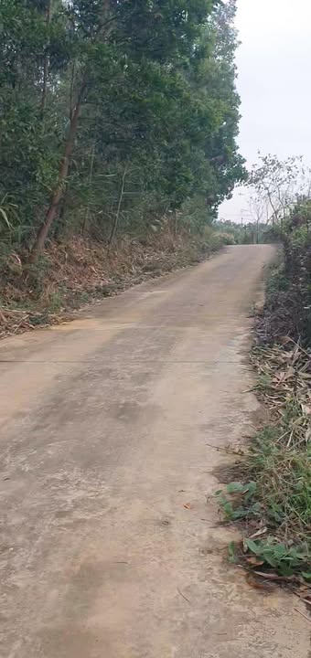 Bán Gấp Vườn Vải 1000m² Nghĩa Phương, Bắc Giang - Giá Chỉ 2 Tỷ