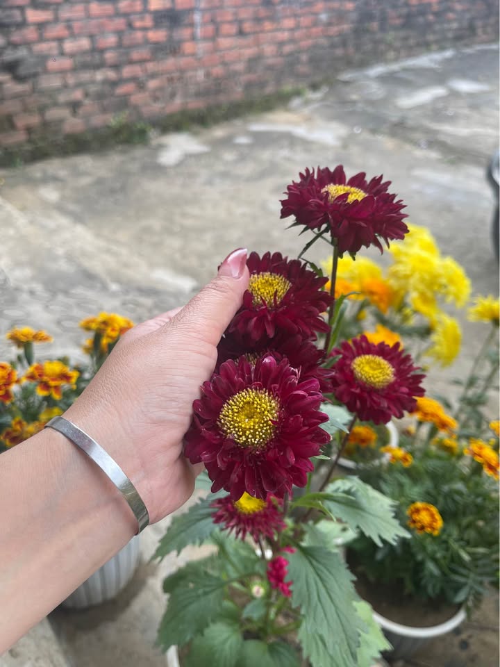 Đất Vườn Đắk Ha 12000m² - Sẵn Cây Trái, Giá Tốt!