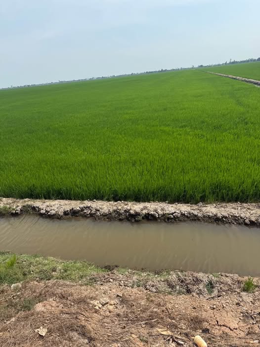 Bán 50.000m² đất tại Hòa Điền, Kiên Lương - Tiềm năng sinh lời cực cao