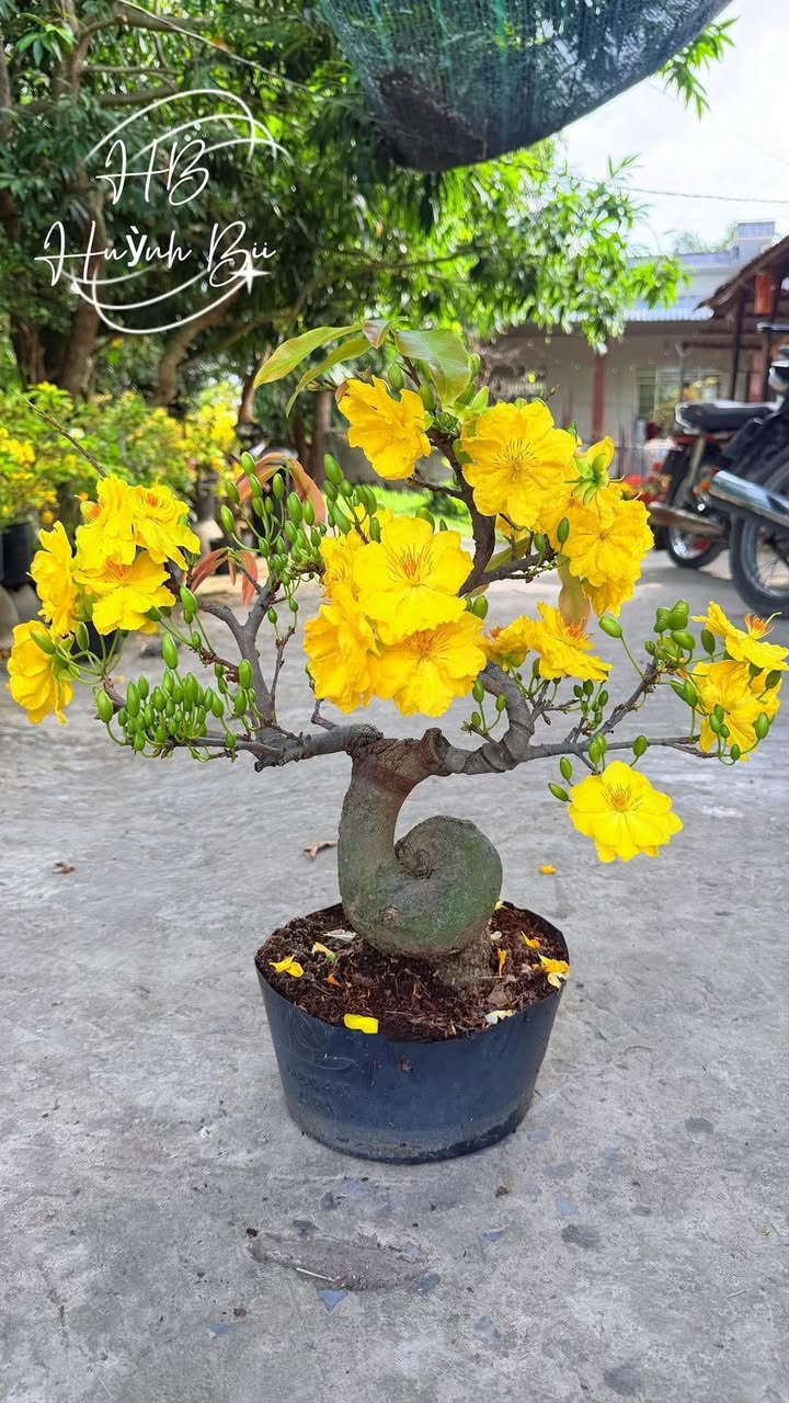 Đất nền 300m² sổ đỏ tại Long An - Đầu tư tiềm năng 6xx triệu