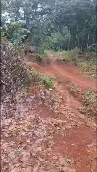 Bán đất vườn Đồng Xoài 2.8ha giá 4 tỷ - Đầu tư dài hạn