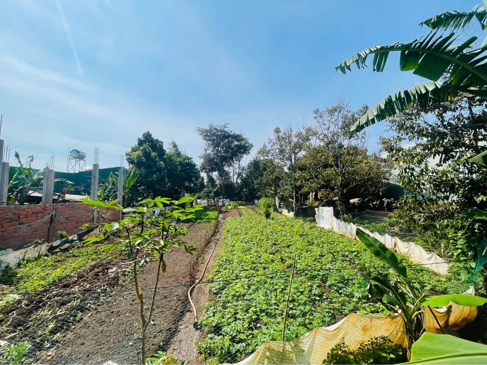 Đất nền Pleiku 200m² đường ô tô thoải mái, sổ đỏ chính chủ!