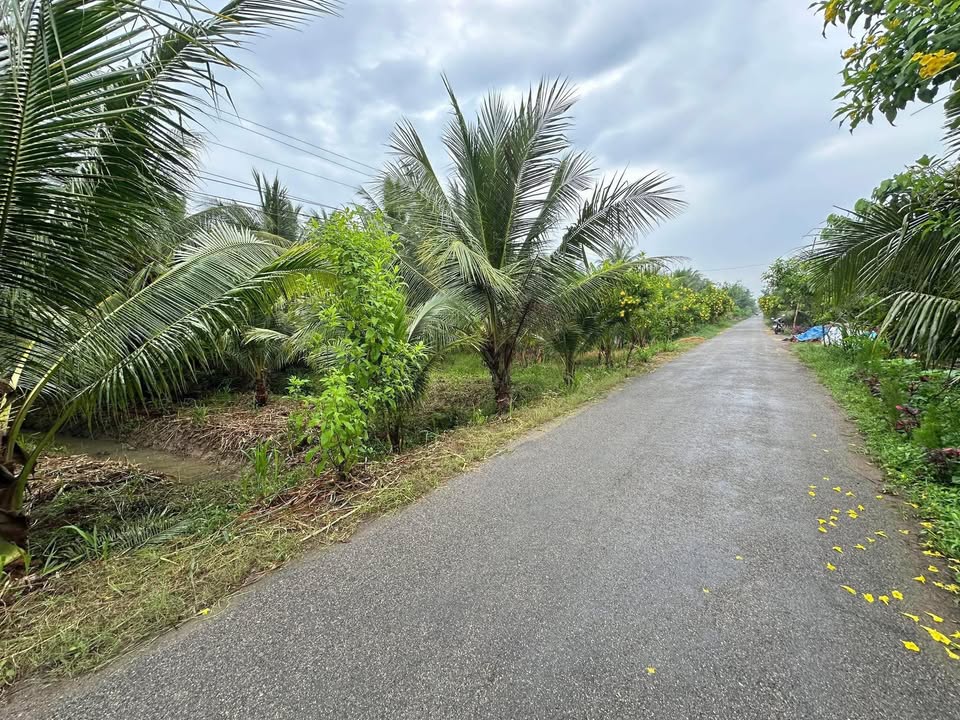 Đất nền Bình Đại 500m² mặt tiền lộ nhựa - Tiềm năng tăng giá