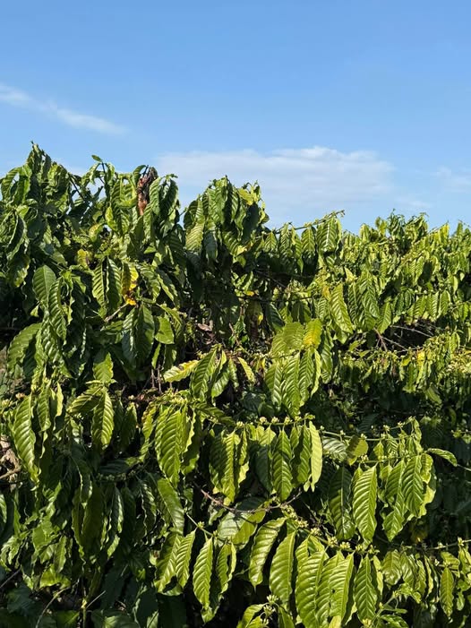 Bán 1ha Đất Vườn Quảng Sơn, Đắk Nông - Sổ Đỏ Sẵn Sàng, Kinh Doanh Lợi Nhuận Cao