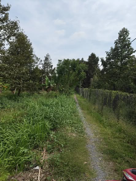 Đất vườn Cai Lậy 2100m² - Đầu tư dài hạn sinh lời!