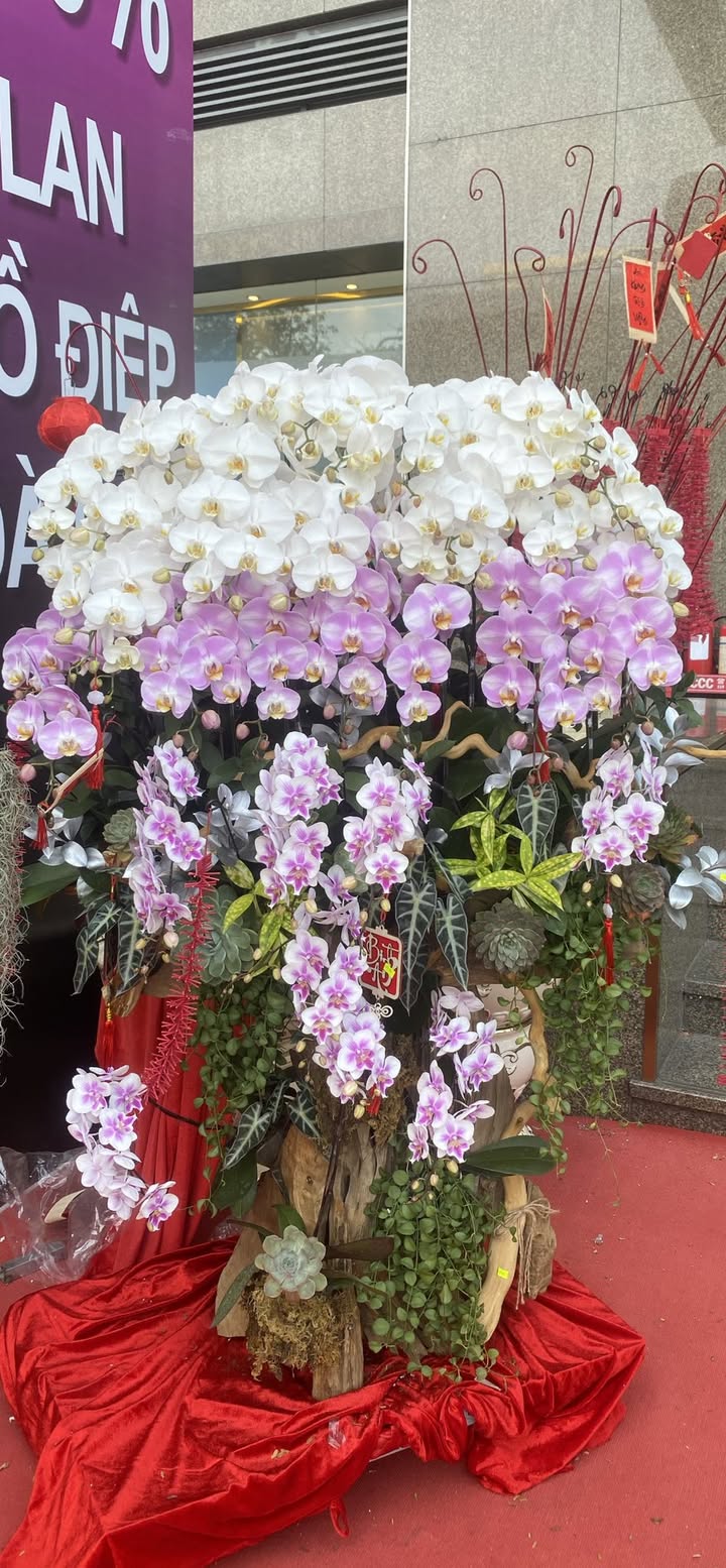 Shophouse Pegasus Plaza 520m² dưới 20 tỷ - Kinh doanh đắc địa