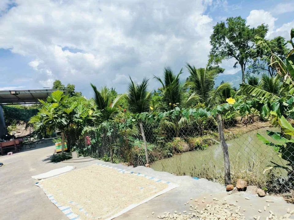 Đất Vườn Nha Trang 27.000m² - Sinh Thái Xanh, Sổ Đỏ Sẵn!