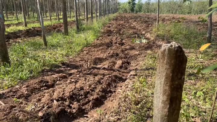 Đất nền Vĩnh Hoà, Phú Giáo 1.5ha giá 4.1 tỷ - Sổ đỏ chính chủ