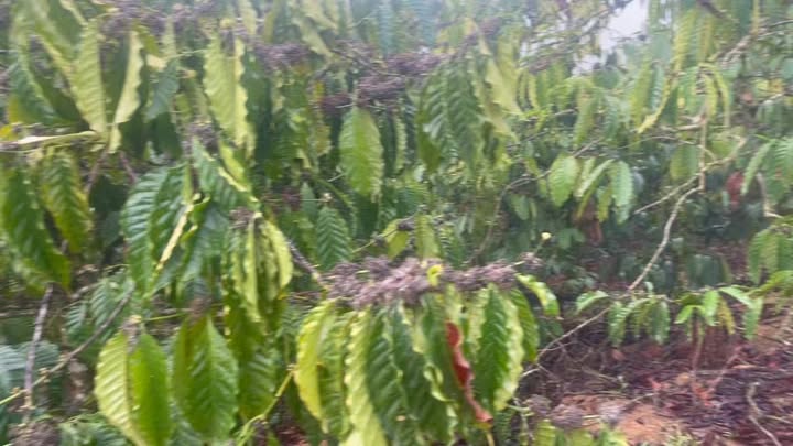 Đất vườn Đắk Glong 10.000m² - 1.4 tỷ - View sông cực chill!