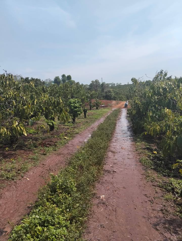 Bán đất farm 1980m² Ia Hrung, Gia Lai - 1.2 tỷ, sẵn sổ hồng