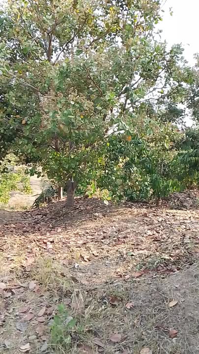 Đất vườn Ia Pia, Chư Prông 8ha - Tiềm năng sinh lời cực mạnh!