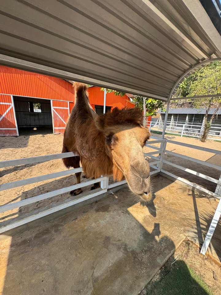 Bán Nhà Cấp 4 Hố Nai 3, Trảng Bom - 144m² Sổ Hồng, Kinh Doanh Tốt