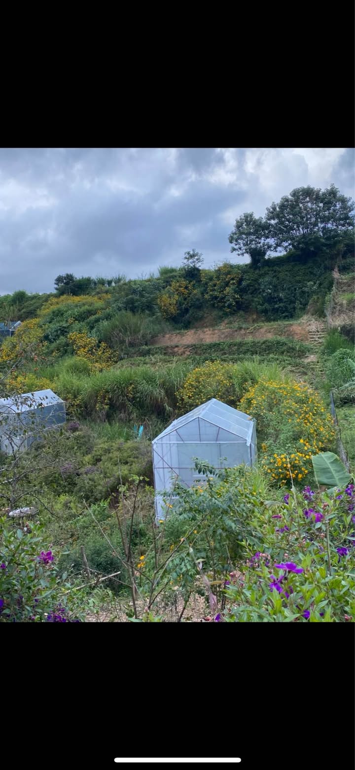 Đất vườn Phường 5 Đà Lạt 205m² giá 1.1 tỷ - Nghỉ dưỡng lý tưởng!