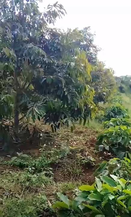 Đất nền Krông Pắc 2001m² giá 2.4 tỷ - Sổ đỏ chính chủ