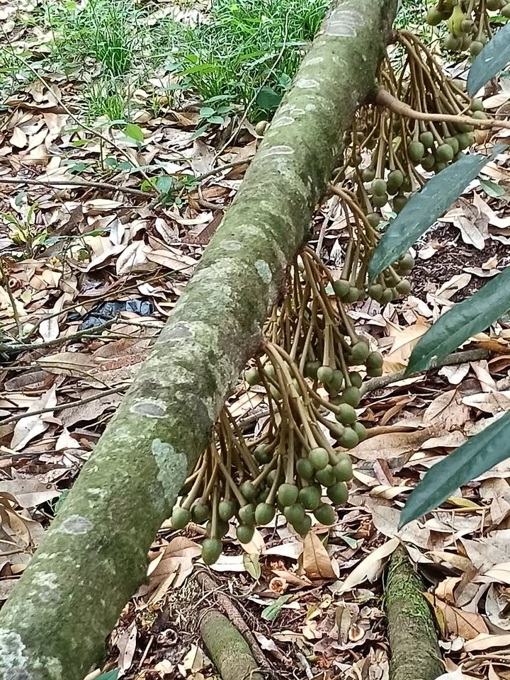 Đất nền Long Hoà, Bình Dương 294m² - Sổ hồng thổ cư, giá 800 triệu