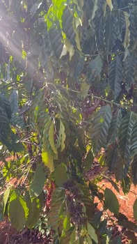 Đất Nền Xuân Trường Đà Lạt 3600m² - Tiềm Năng Tăng Giá Vượt Trội!