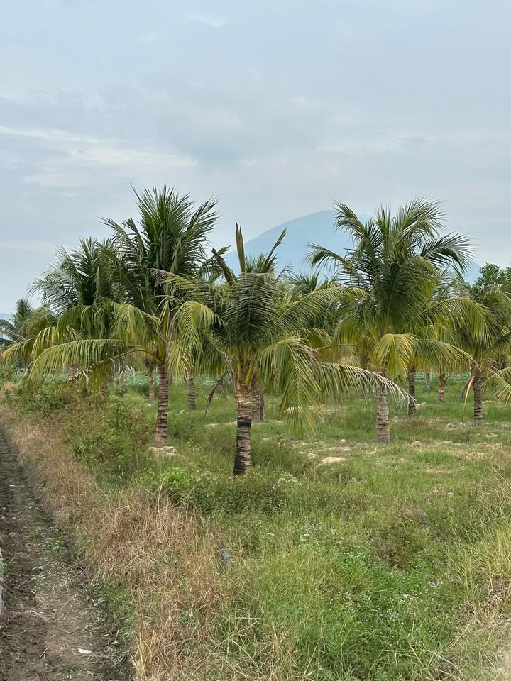 Đất vườn Tây Ninh 50.000m² - Sổ đỏ chính chủ, tiềm năng sinh lời!