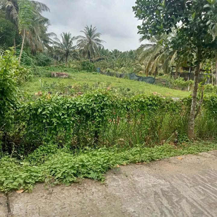 Bán Gấp Đất Vườn 590m² Mặt Tiền Lộ Thông Tứ Hướng Tại Mỏ Cày Bắc, Bến Tre - Giá Đầu Tư 800 Triệu