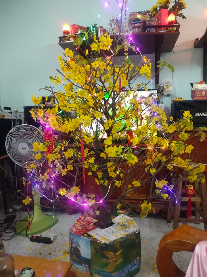 Đất Nền Long Tân, Bà Rịa - 1000m² Sổ Riêng, Giá 850 Triệu